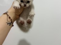 Uygun puanlı blue point kedimiz