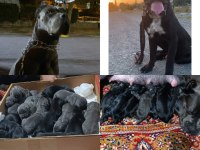 SAFKAN DEV ANNE BABA SIFIR HATA CANE CORSO