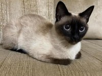 11 AYLIK SİYAM KEDİSİ DİŞİ