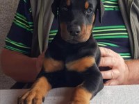Irk garantili doberman yavrularımız