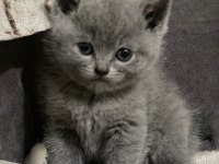 British shorthair