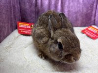 CÜCE NETHERLAND DWARF TAVŞANLAR