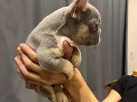 LİLAC TAN FRENCH BULLDOG