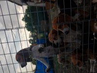 SAFKAN BEAGLE YAVRULARI