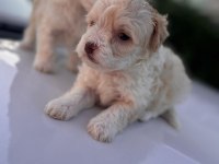 Orijinal Maltese 0 Boy Yavrularımız