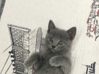 British shorthair 3 aylık