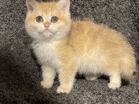Anne Baba Şecereli Golden NY12 British Shorthair Erkek