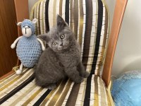 Çok sağlıklı oyuncu 75 günlük british shorthair