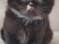 Eşsiz güzellikte ipek tüylü Birman ve British longhair