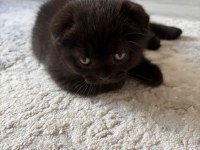Son Kalan Scottish Fold Yavrular