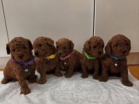 Kilo garantili red toy poodle