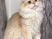 British Longhair Golden Ny12