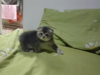 5 mayıs doğumlu scottish fold