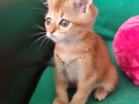 British Shorthair Kedisi