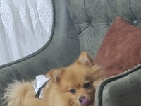 Pomeranian 3 yaşında eğitimli