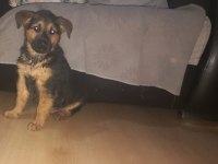 4 aylık alman kurdu erkek köpeğimiz