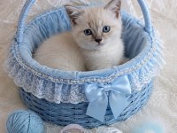 British Ve Scottish Fold Minikler