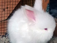 SECERELI ANGORA TAVŞANLARI