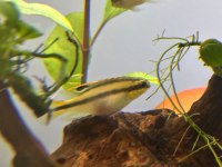 Takas veya sahiplendirme kribensis