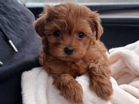 Kore Maltipo poodle ayarında