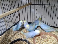 KONUŞTURMALIK RAİNBOW VE SHOW JUMBO MUHABBET KUŞU YAVRULAR