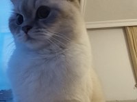British shorthair dişi