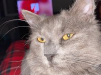 British Longhair Erkek Yakışıklı Oğlumuz