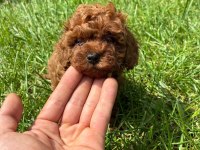 Orjinal Irk Ve Sağlık Garantili Poodle