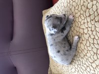 Orjinal eşsiz güzellikte chihuahua yavrularımız