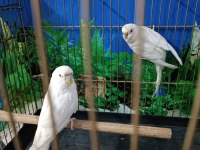Albino muhabbet kuşu