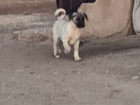 Kangal yavruları