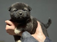 AMERİKAN AKİTA KÖPEĞİ