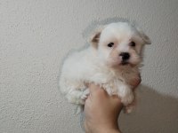 Efsane dişi köpeğimiz