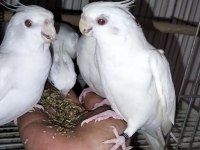 Evcil Albino Sultan Papağanlar