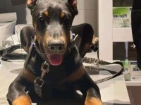Doberman şecereli best anatomi