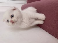 Son kalan scottish fold yavrum 65 günlük uygun