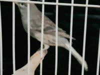 KANARYA açıklamaları okuyalım