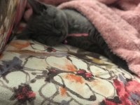 British shorthair mia kızımız