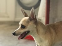 3 yaşında bakımlı Chihuahua (çivava)