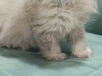 Golden british longhair