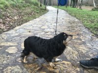 Köpeğimiz şeker hanıma acil sıcak bir yuva arıyoruz
