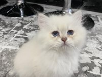 BRİTİSH LONGHAİR TÜY YUMAKLARI YENİ AİLESİNİ ARIYOR