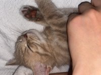British shorthair 3 aylık