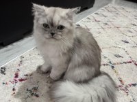 7 Aylık British Longhair Dişi