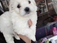 Aşılı maltese terrierler