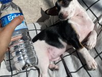 3 aylık erkek chihuahua yavrusu