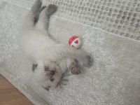 Scottish fold erkek