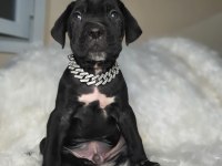 Safkan cane corso yavrularımız