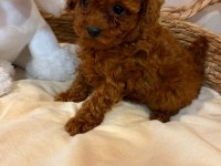 Toy Poodle Sevimli Yavrular
