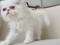 Mavi göz exotic longhair